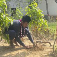 "Plant Trees, Breathe Easy—Grow a Greener Tomorrow!"