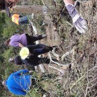 Hard at Work: Clearing the Site