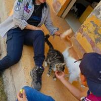 cepillando a los gatos 