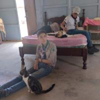 dando cariño a los gatos relax 