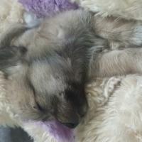 Profile picture for user scout rinchen choden tshering 768_1