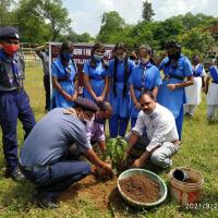  Plant a Tree- Plantation