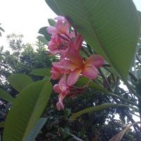 Frangipani flower in the park ecosystem