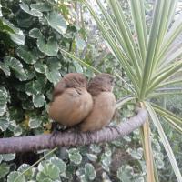 A pair of local birds in the park