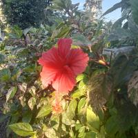 Variegated hibiscus flower