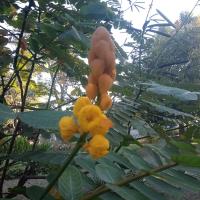 yellow senna alata flower with green leaves