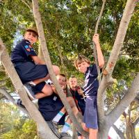 Cubs find a vantage point in a tree from which to spy on litter