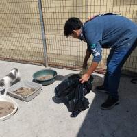 limpiando los areneros 