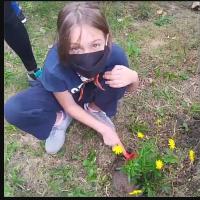 Garden daisy for our bioiland