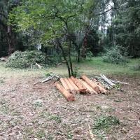 Foreground: Timber from the first eucalyptus tree to be cut down. Background: The overgrown invase forest.