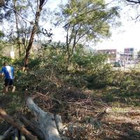 Some Rovers from Squarelaw Rover Crew clearing some of the Lantana