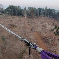 View of the cleared area from a large Eucalyptus tree being used for a highline