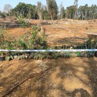 Indigenous tree saplings donated by WildTrust