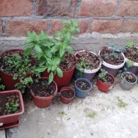 Estas son plantas medicinales y especias que se han ido sumando a nuestro huerto, y nos han servido de mucho en la actualidad.