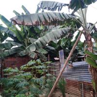 Aquí una foto de nuestro huerto ya mas florecido y producido, que lo obtuvimos con bastante esfuerzo y dedicación..