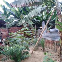 Y en esta foto se puede apreciar también que unas de nuestras matas de plátano ya esta generando frutos, esta ya es la segunda ocasión que obtenemos una racima de plátano de nuestro huerto en casa.