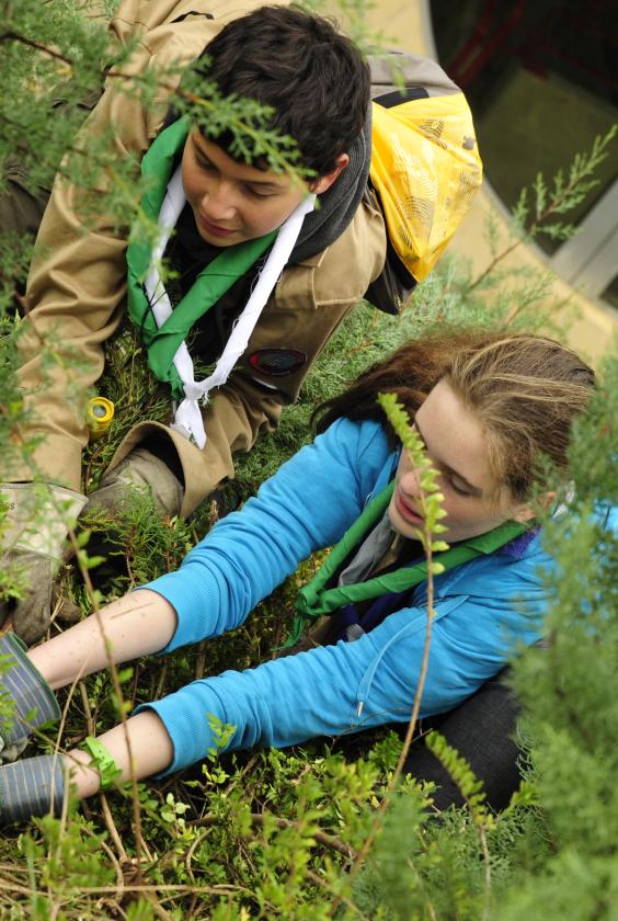 scouts planting trees