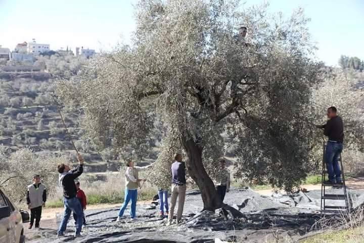 كشافة ومرشدات نادي جبل النار تقطف ثمار الزيتون في عصيرة الشمالية