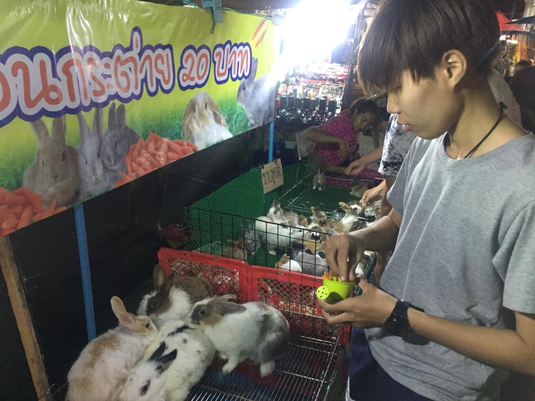 ให้อาหารกระต่าย