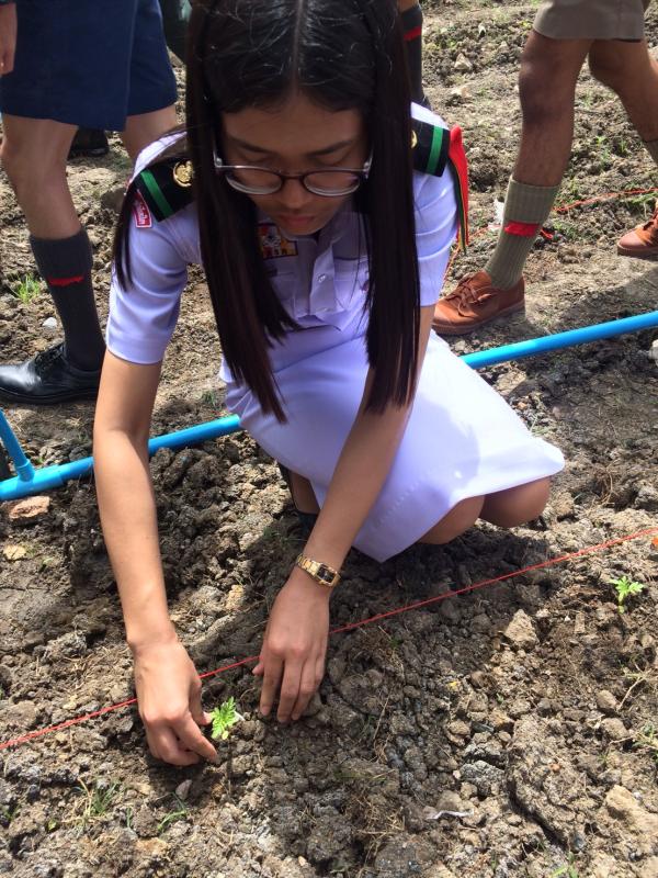 ปลูกต้นไม้