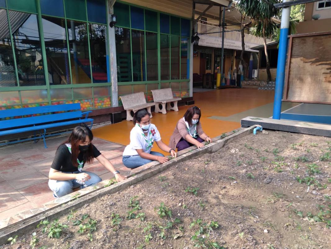 ปลูกผัก