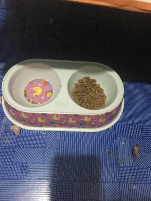 ให้อาหารแมว