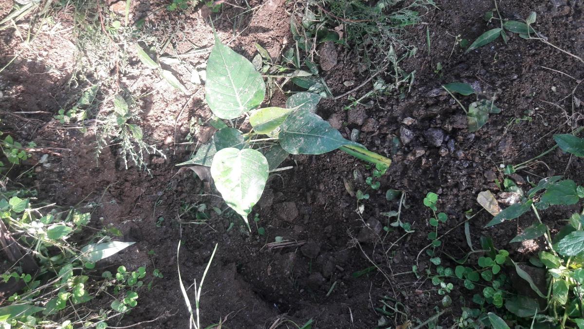 plantation of janchub shing by scouts of mcs.