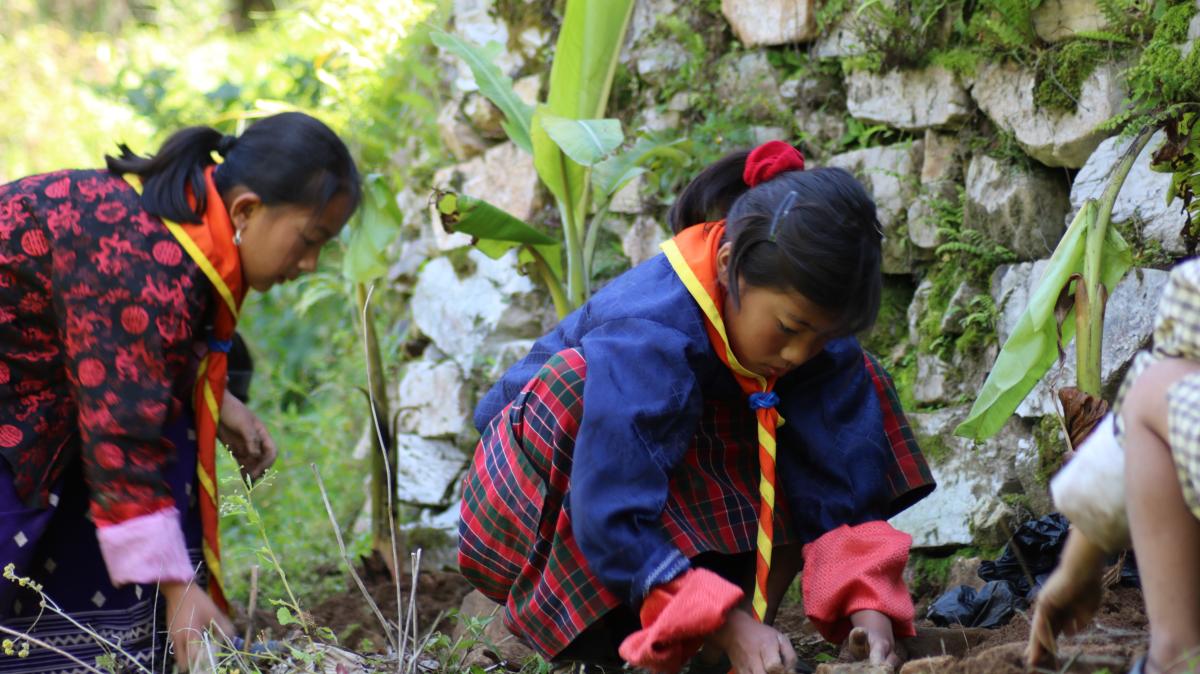 Tree Plantation