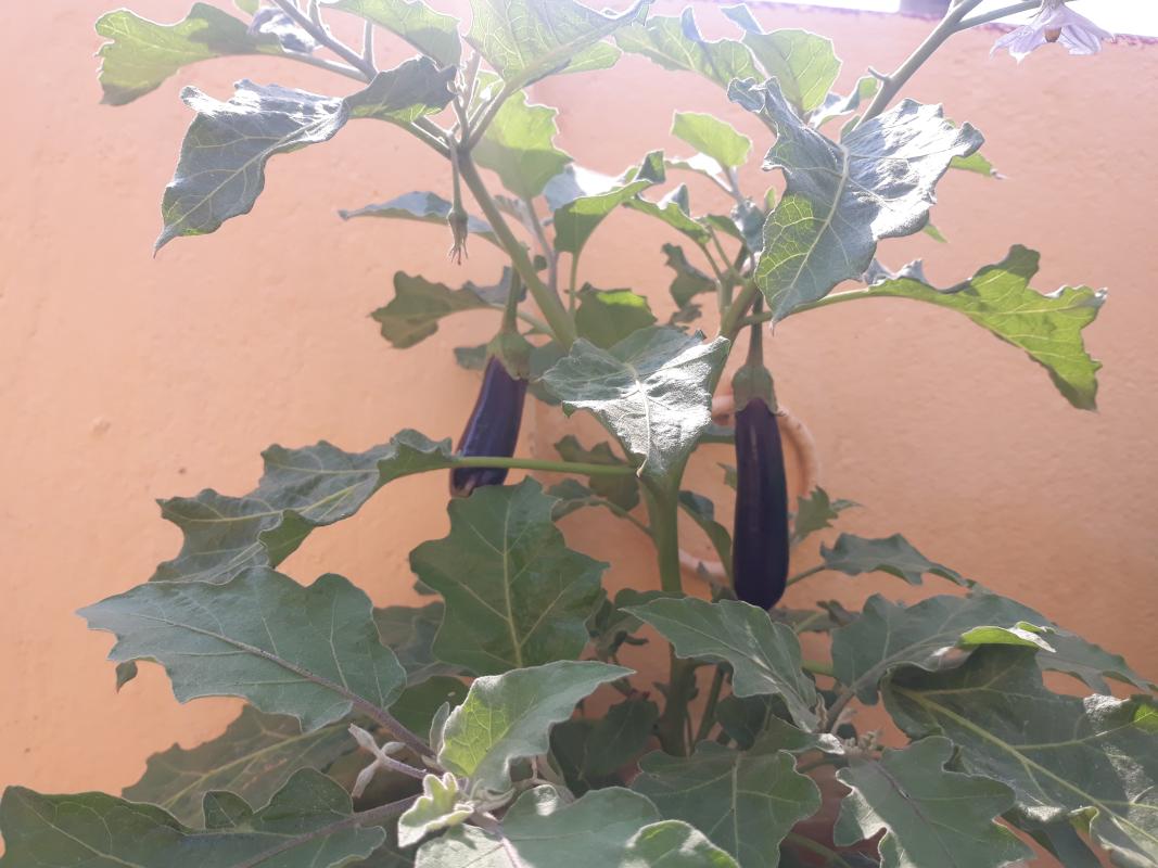 #Goorganic