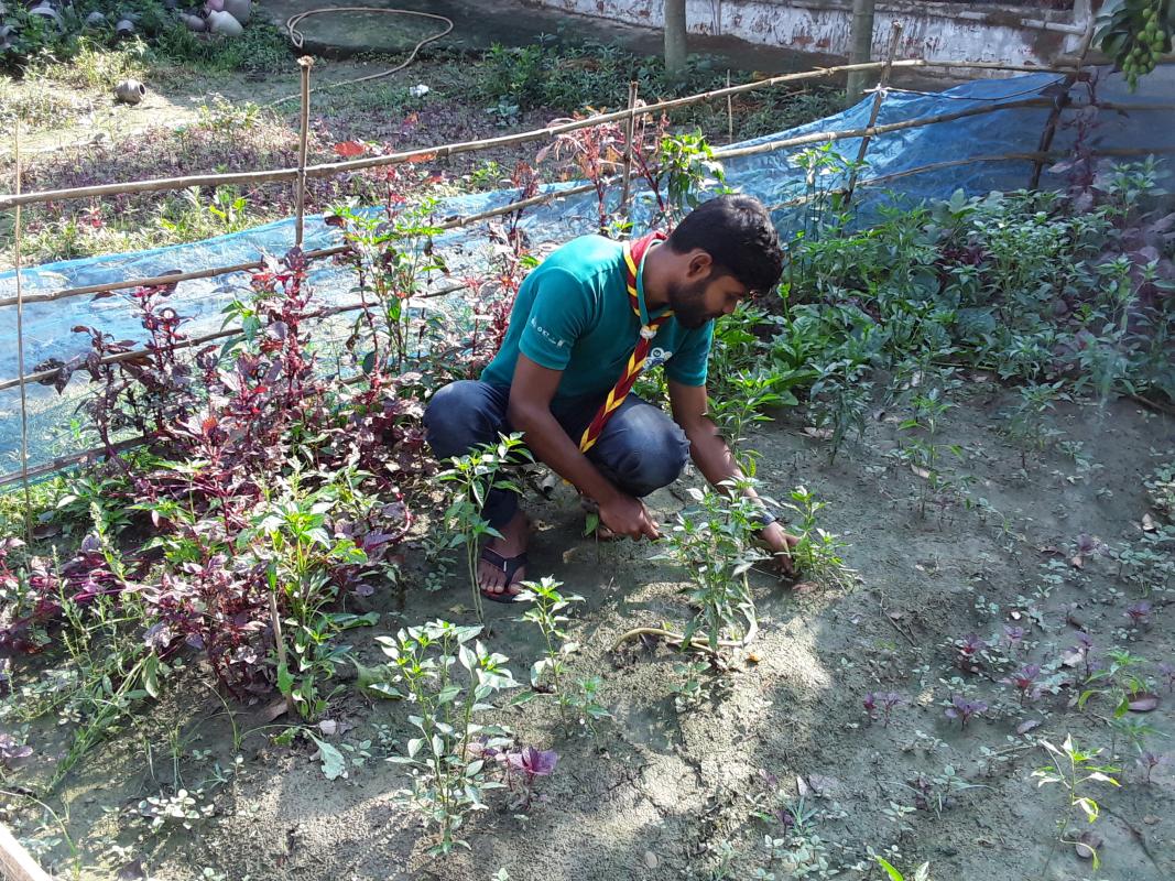  বাংলাদেশ স্কাউট ওর সদস্যরা খাদ্য সংকট কমাতে বাড়ির আঙিনায় সবজির বাগান চাষ করছে 