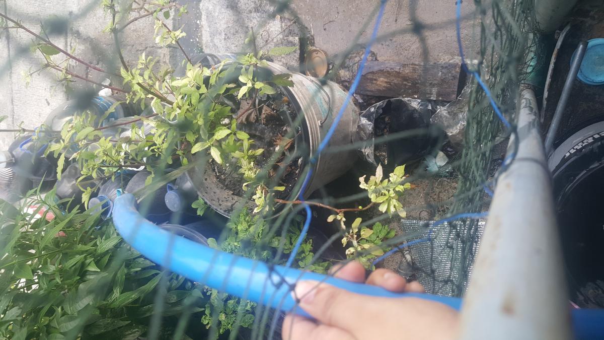 รดน้ำต้นไม้