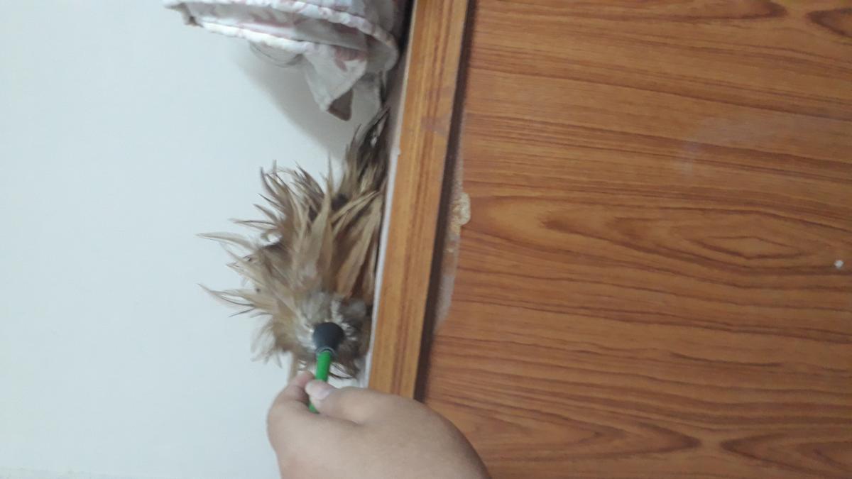 เช้ดฝุ่น