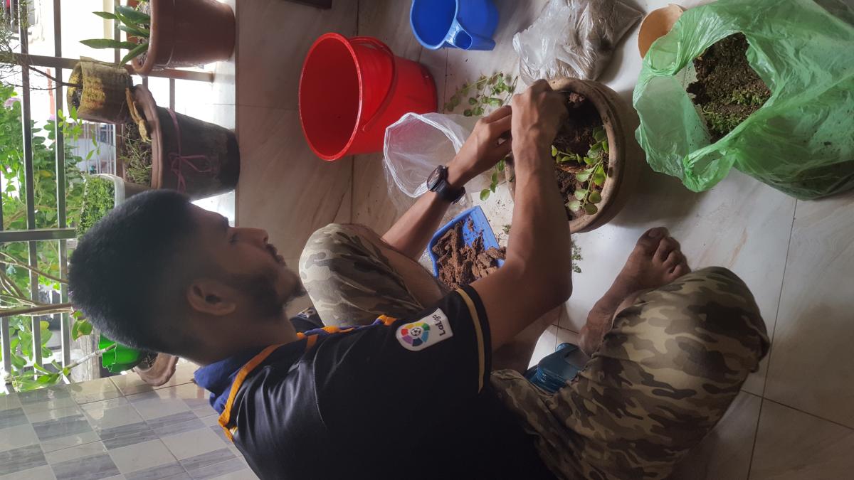 In an effort to protect the environment by planting small trees