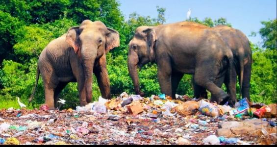 Step for a better world with PET plastic collection bins