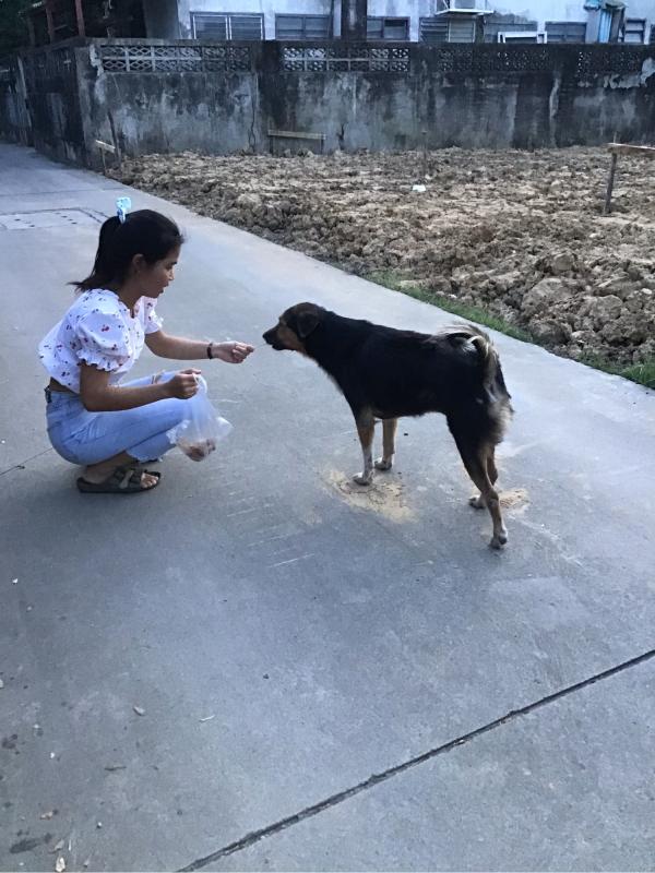 ให้อาหารหมาจรจัด