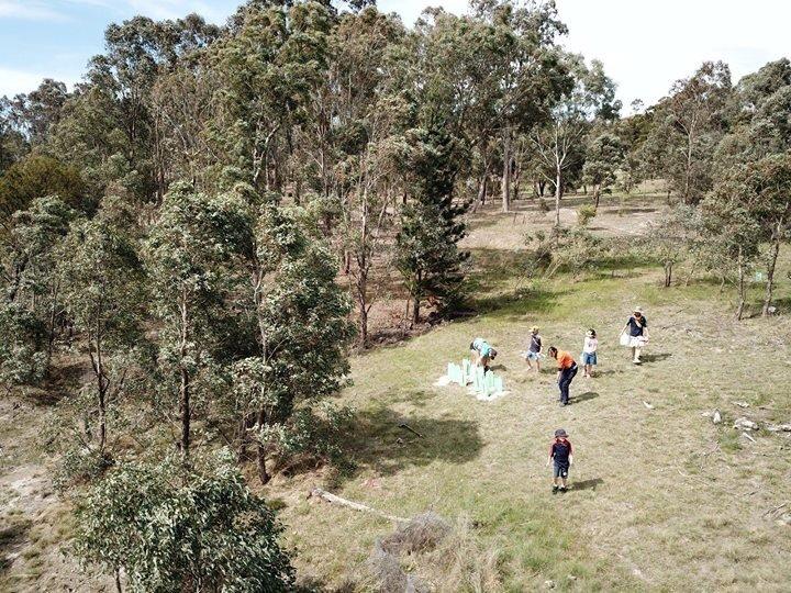 100 trees for 100 Rover years