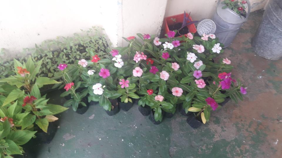 PLANT MORE TREES FOR A BETTER WORLD