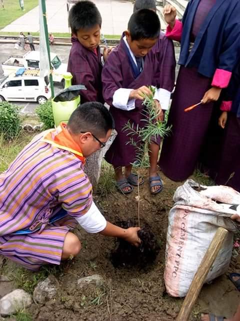 plant the tree