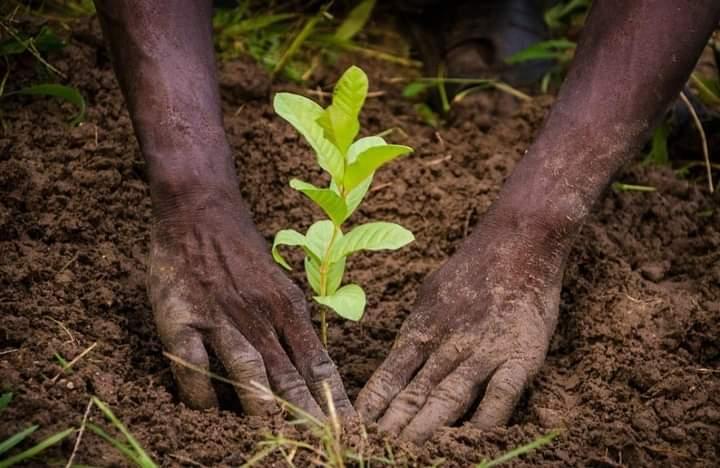 L'UTILITE DES ARBRES