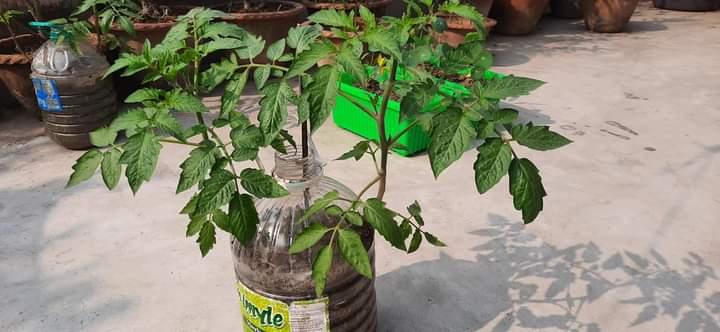 PTTCB চ্যাম্পিয়ন পর্যায়


