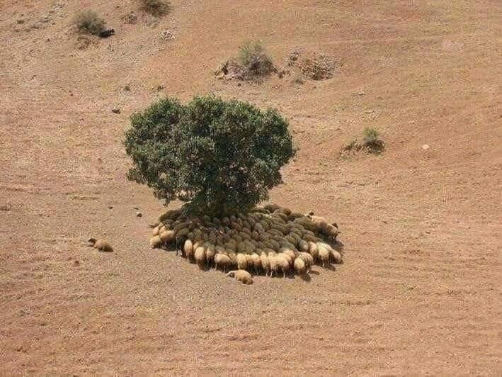 NOS FÔRETS, FACE AUX DANGERS ! 