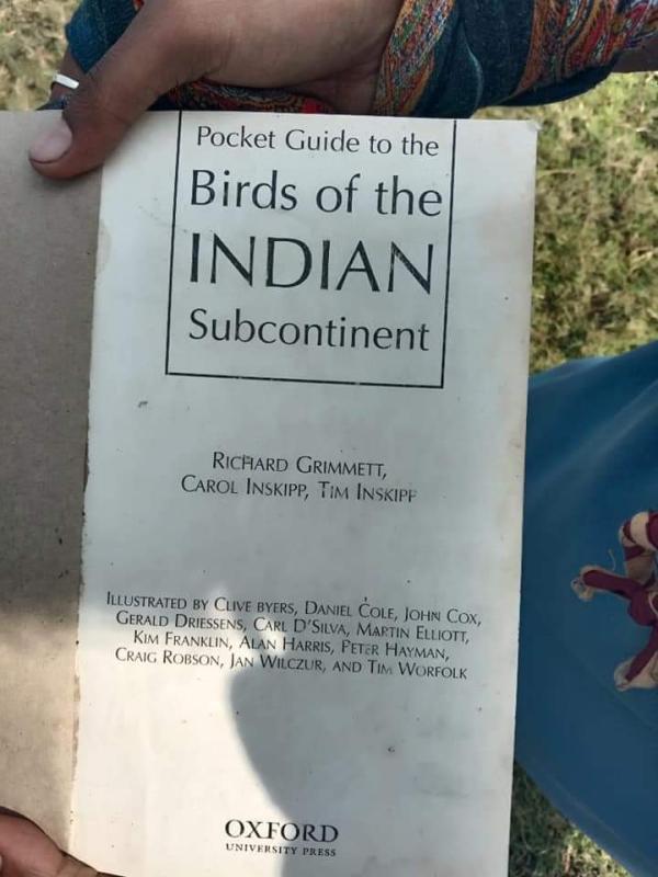 Bird sensation