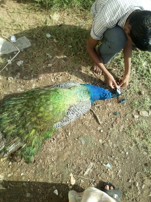 Love  & Save  Birds 