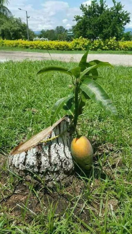 Surprise  Tree 