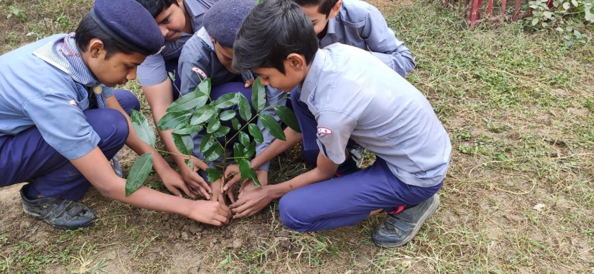 tree plantation