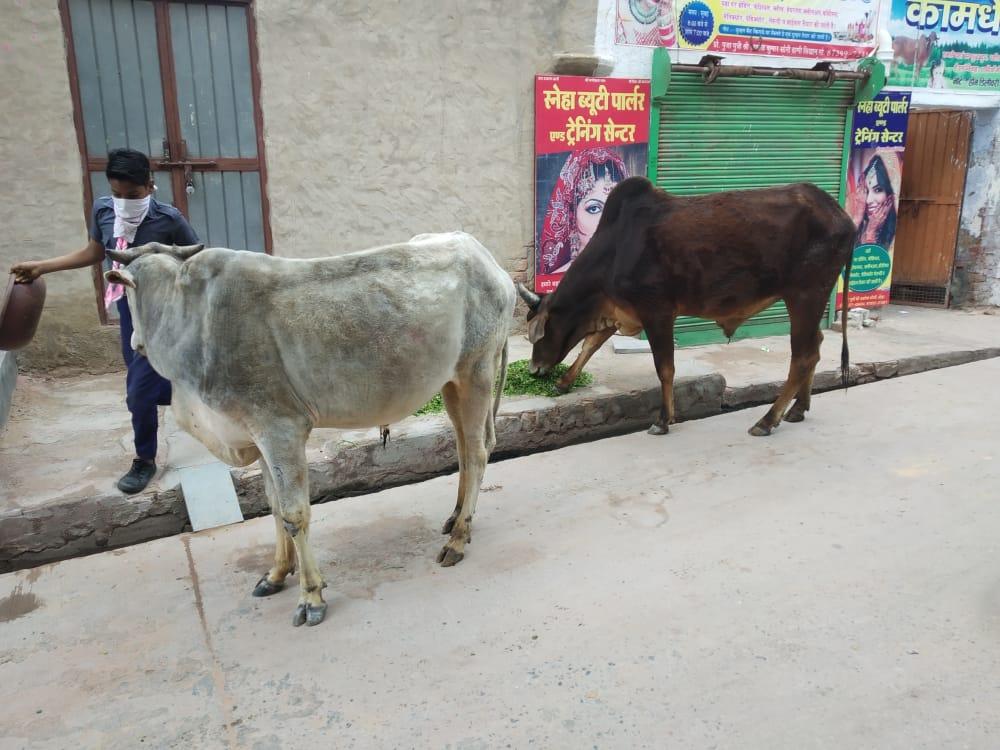पशुओं को हरा चारा खिलाते हुए रोवर एवं स्काउट नोहर जिला हनुमानगढ़