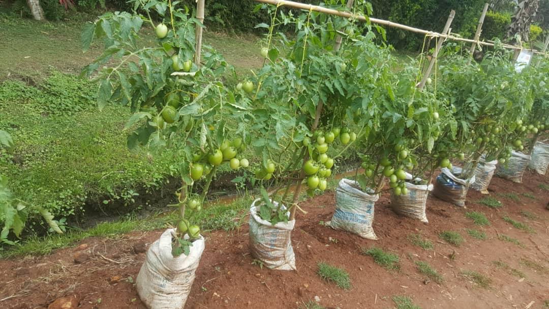 save land, improve farming