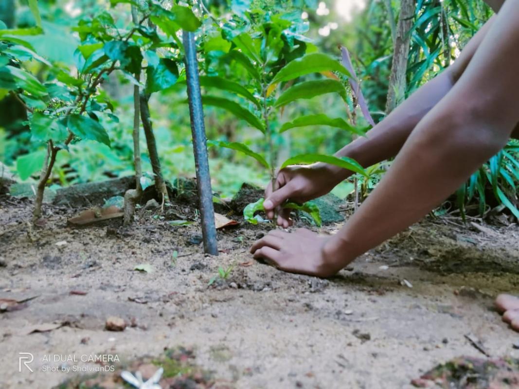 Planting a plant for World Environmet Day