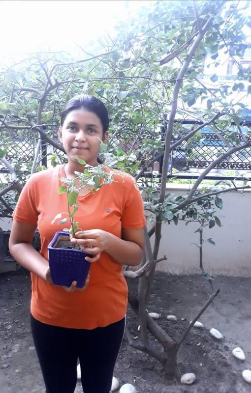 Peace day (plant a tree)