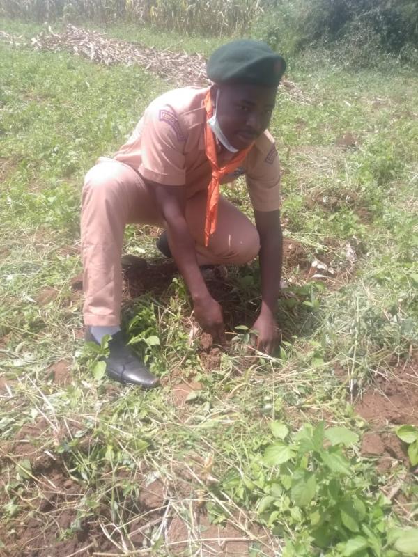 planting seedlings 